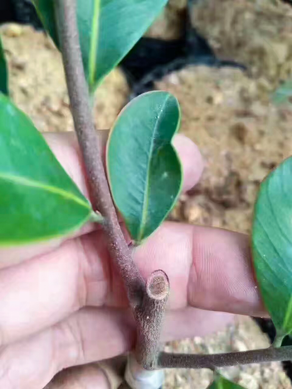 广东茂名电白沉香之乡奇楠直播,沉香五大奇楠产地
