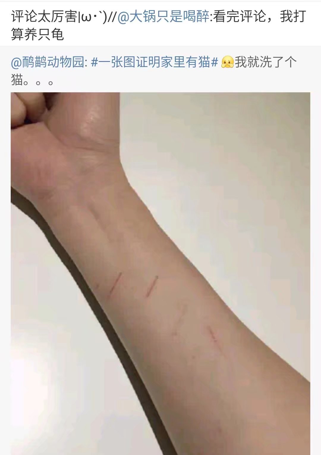 撸猫会不会上瘾,撸猫的正确撸法