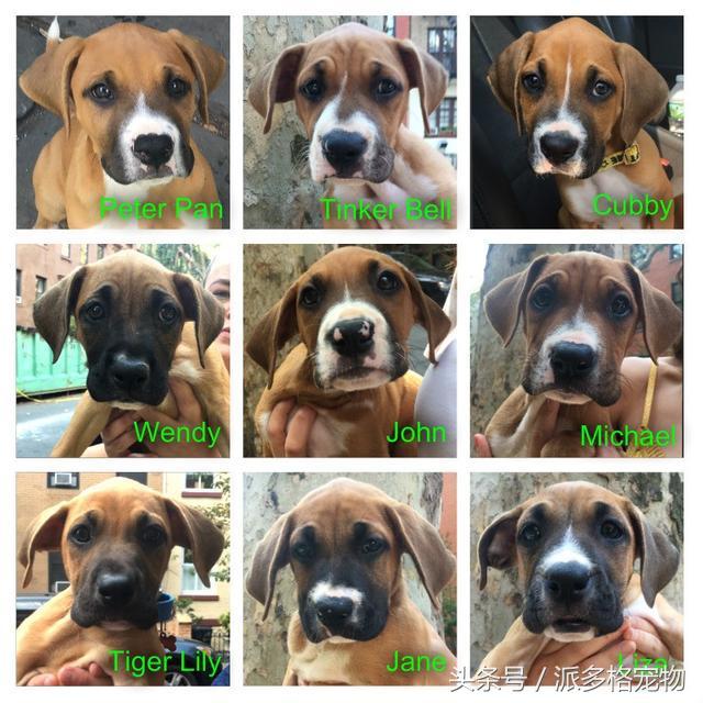 狗妈妈为啥要把它的小狗藏起来,母狗为什么总是把小狗藏起来