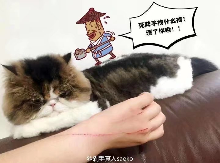 撸猫会不会上瘾,撸猫的正确撸法