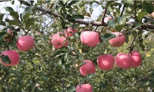海阳最有魅力的人,海阳的美