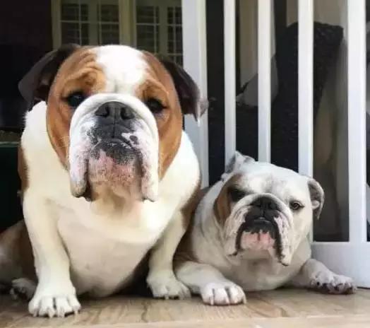 英斗怎么养,英斗如何养