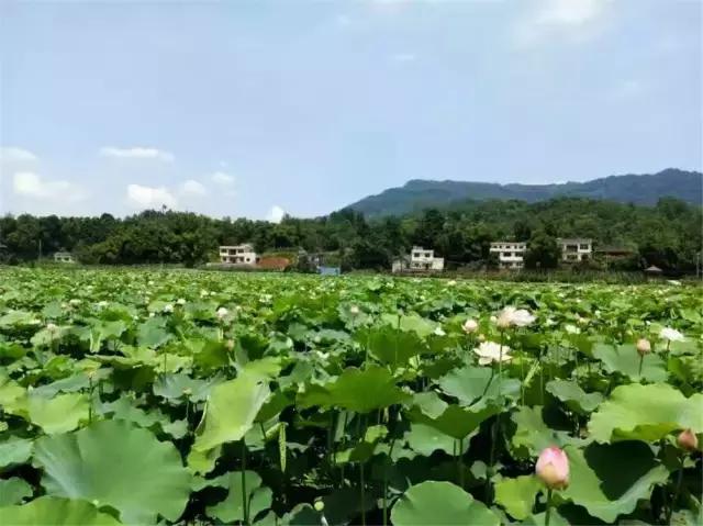 乐山夏季又避暑又好吃的地方,乐山本地人都去哪里吃美食