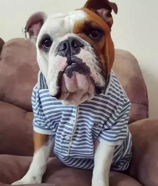 英斗怎么养,英斗如何养