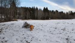 鍙互鎷夐洩姗囩殑鐚挭,浼氭媺闆﹪鐨勭尗