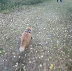 鍙互鎷夐洩姗囩殑鐚挭,浼氭媺闆﹪鐨勭尗