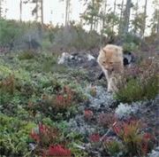 鍙互鎷夐洩姗囩殑鐚挭,浼氭媺闆﹪鐨勭尗