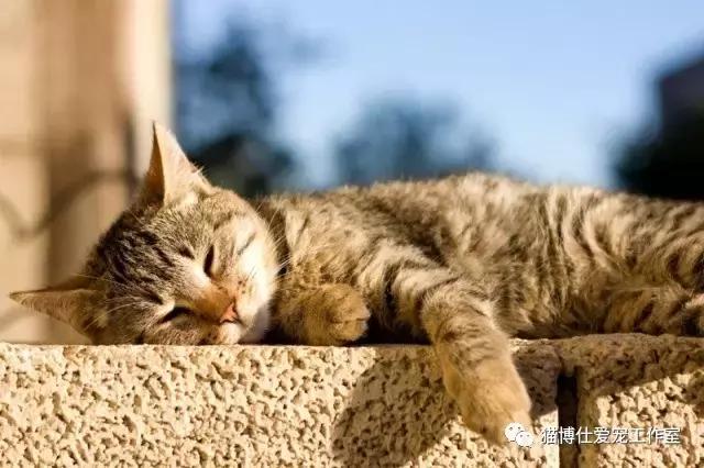 浅聊猫咪下泌尿道疾病