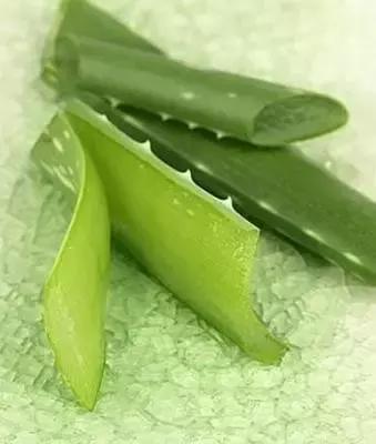 生活妙招：花友们自己制作芦荟面膜