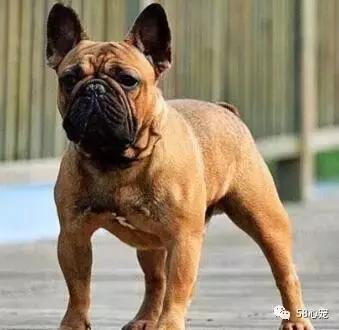 人见人爱的狗叫什么名字,人见人爱的田园犬