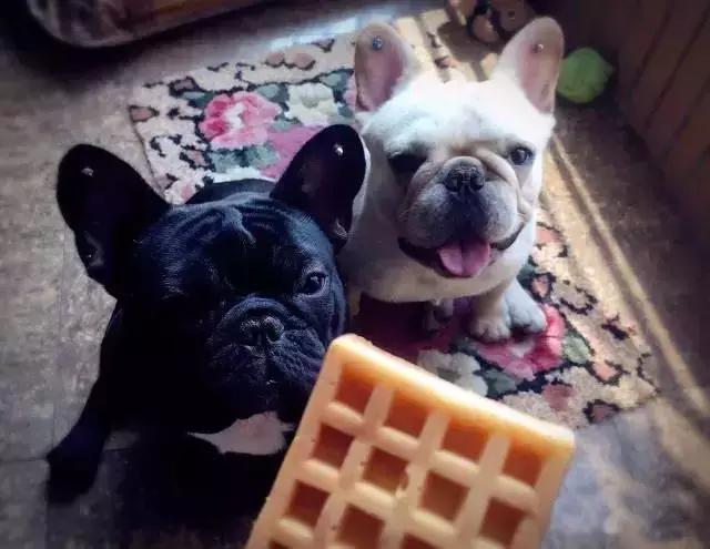 人见人爱的狗叫什么名字,人见人爱的田园犬