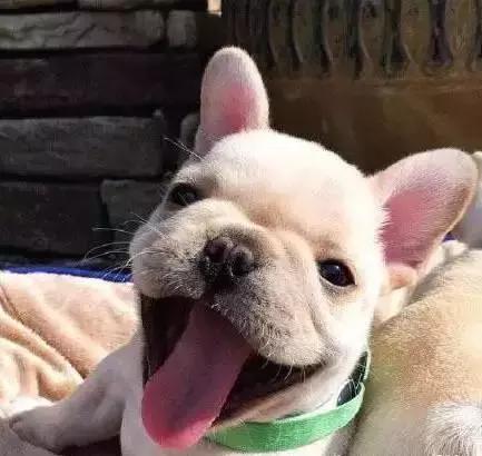 人见人爱的狗叫什么名字,人见人爱的田园犬