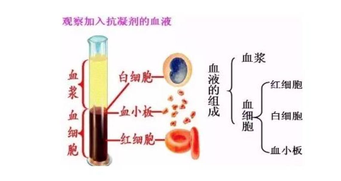 血常规报告单数据可以看出贫血,地中海贫血的血常规报告单怎么看