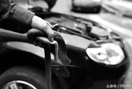 爱车被动物入侵怎么办,爱车遭小猫破坏