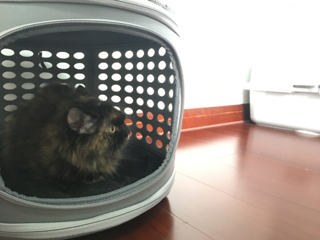 全家邮轮上一起游玩,全家一起游准备什么