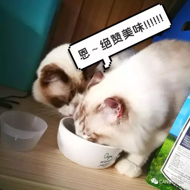 体验报告,猫生烘焙猫粮测评