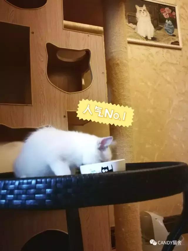 体验报告,猫生烘焙猫粮测评