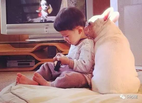 人见人爱的狗叫什么名字,人见人爱的田园犬