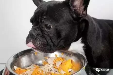 人见人爱的狗叫什么名字,人见人爱的田园犬