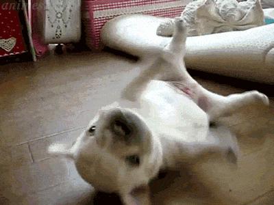 人见人爱的狗叫什么名字,人见人爱的田园犬