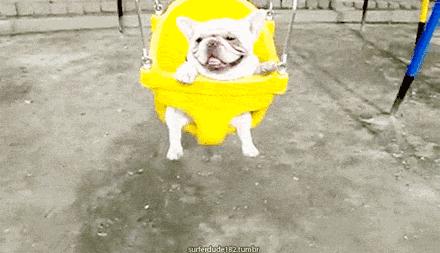 人见人爱的狗叫什么名字,人见人爱的田园犬