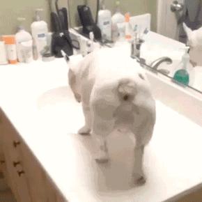 人见人爱的狗叫什么名字,人见人爱的田园犬