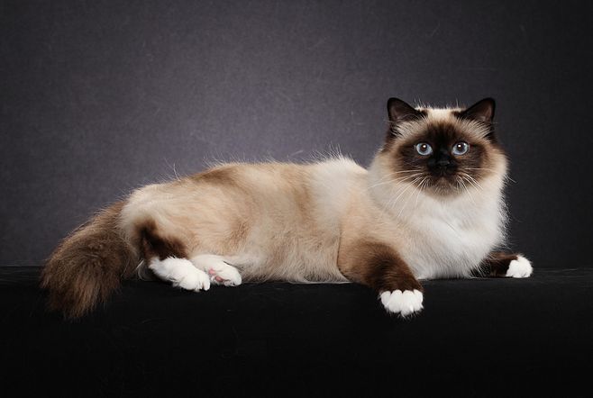 猫咪品种大盘点长毛猫篇,不掉毛猫咪的品种大全