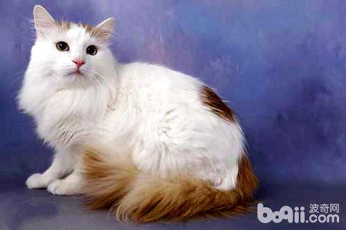 猫咪品种大盘点长毛猫篇,不掉毛猫咪的品种大全