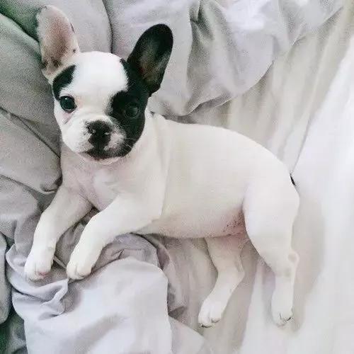 人见人爱的狗叫什么名字,人见人爱的田园犬