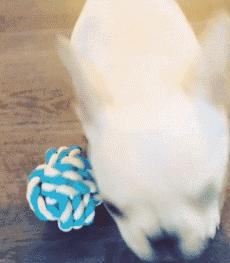 人见人爱的狗叫什么名字,人见人爱的田园犬