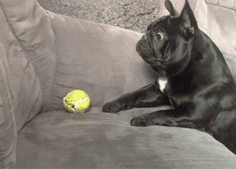 人见人爱的狗叫什么名字,人见人爱的田园犬