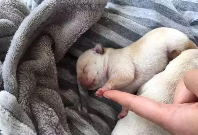 人见人爱的狗叫什么名字,人见人爱的田园犬