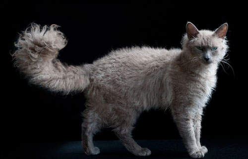 猫咪品种大盘点长毛猫篇,不掉毛猫咪的品种大全