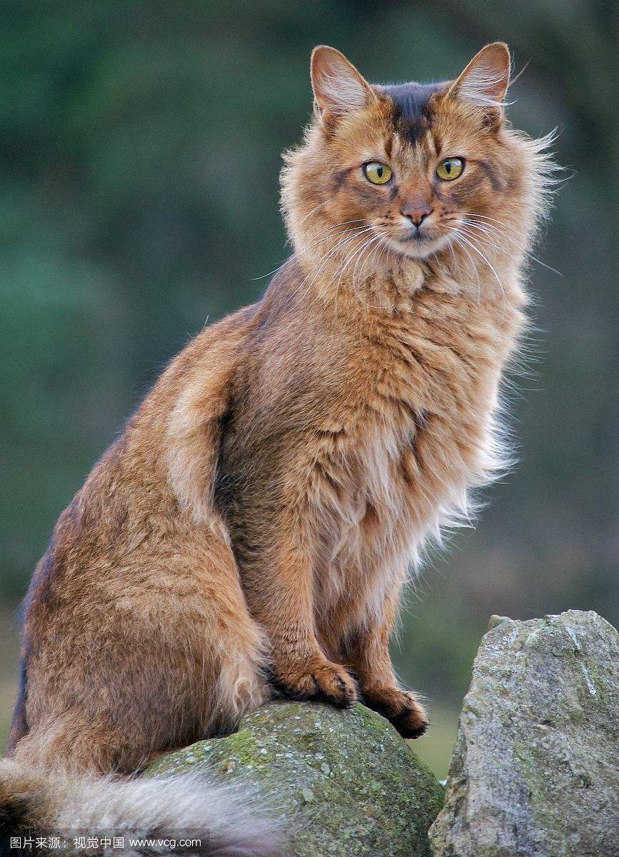 猫咪品种大盘点长毛猫篇,不掉毛猫咪的品种大全