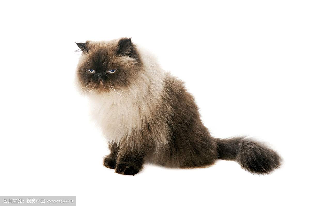 猫咪品种大盘点长毛猫篇,不掉毛猫咪的品种大全