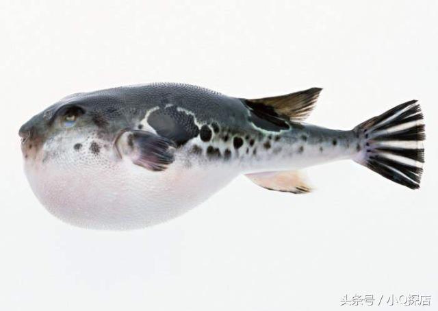 大湖河豚,大湖餐饮