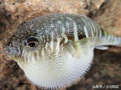 大湖河豚,大湖餐饮