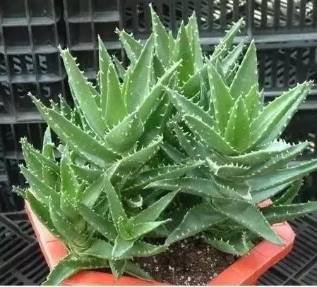 生活妙招：花友们自己制作芦荟面膜