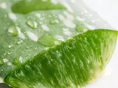 生活妙招：花友们自己制作芦荟面膜