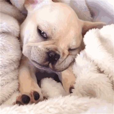 人见人爱的狗叫什么名字,人见人爱的田园犬