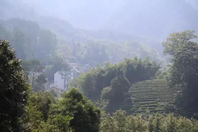 小产区祥源茶,小产区祥源茶礼盒