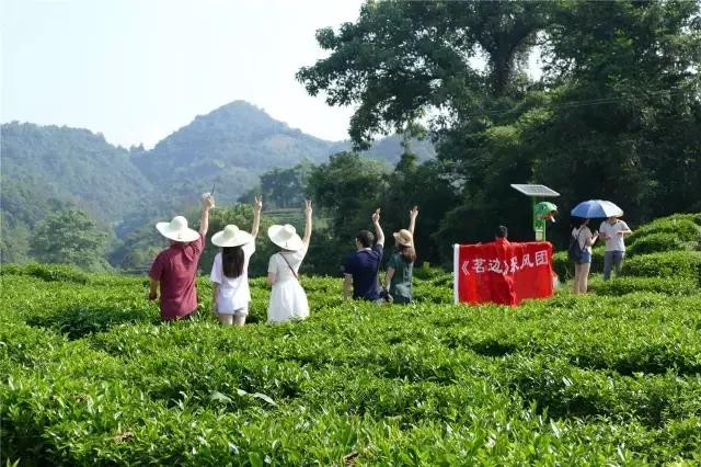 小产区祥源茶,小产区祥源茶礼盒