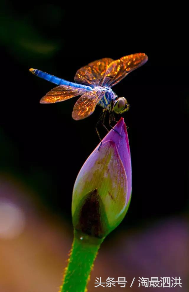 洪泽湖淮上江南,人间的天堂洪泽湖