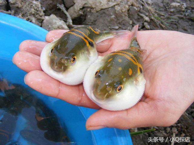 大湖河豚,大湖餐饮