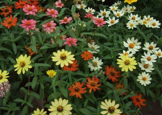 夏天必种花期长的草花,耐阴又好养的四季开花的草花