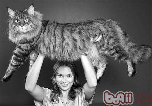 猫咪品种大盘点长毛猫篇,不掉毛猫咪的品种大全