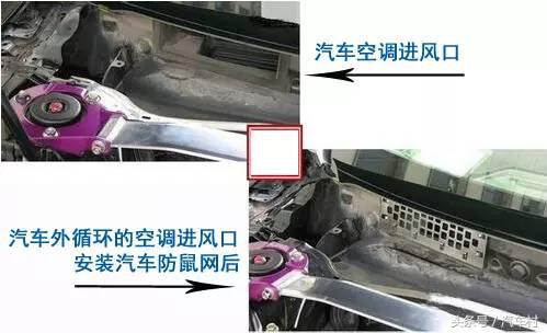 爱车被动物入侵怎么办,爱车遭小猫破坏