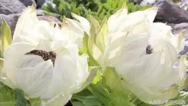 沈阳必买十大特产去哪买,来海南儋州必买的十大特产