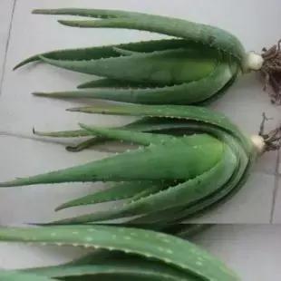 生活妙招：花友们自己制作芦荟面膜