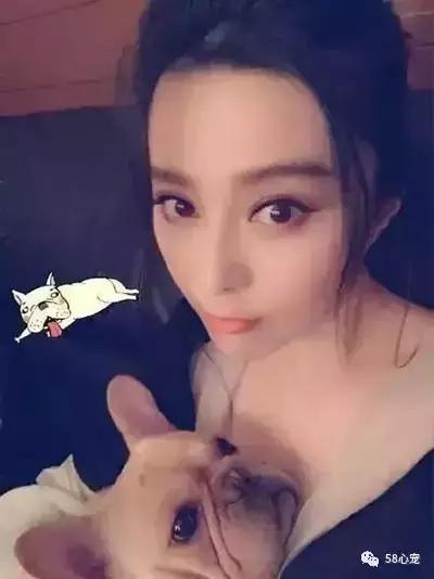 人见人爱的狗叫什么名字,人见人爱的田园犬